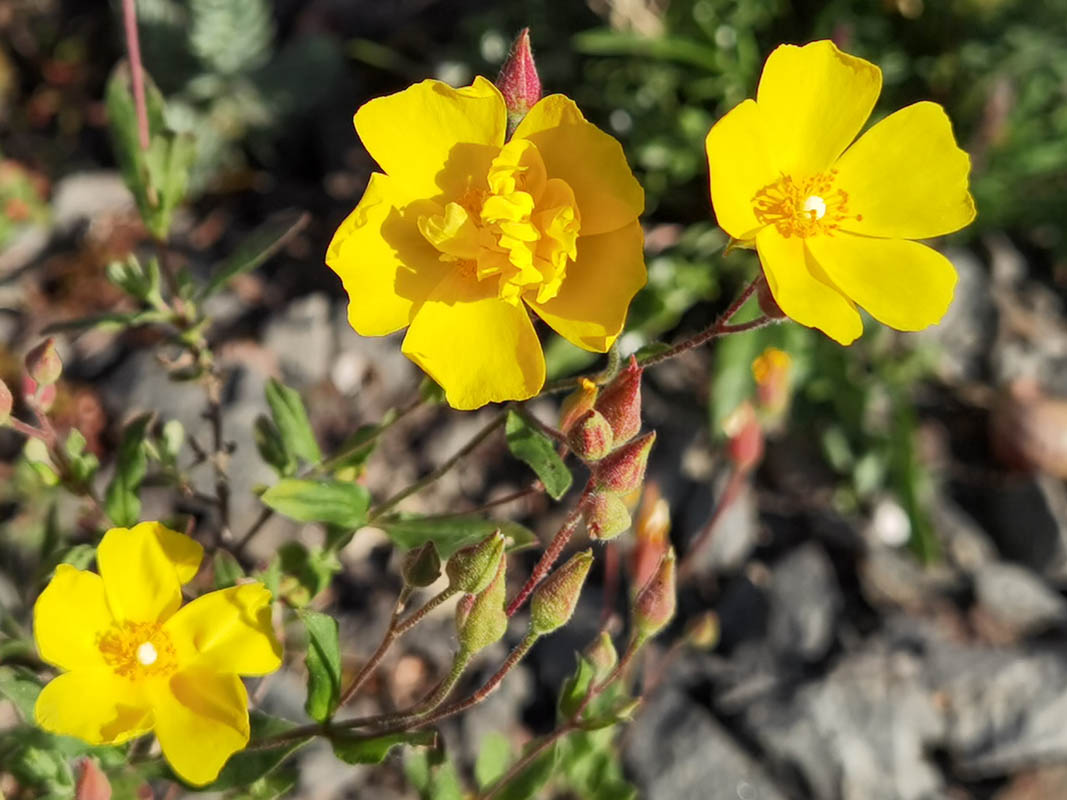 Halimium alyssoides photo